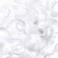 羽