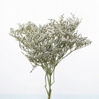 ドライフラワー タタリカ